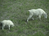 Mountain Goats